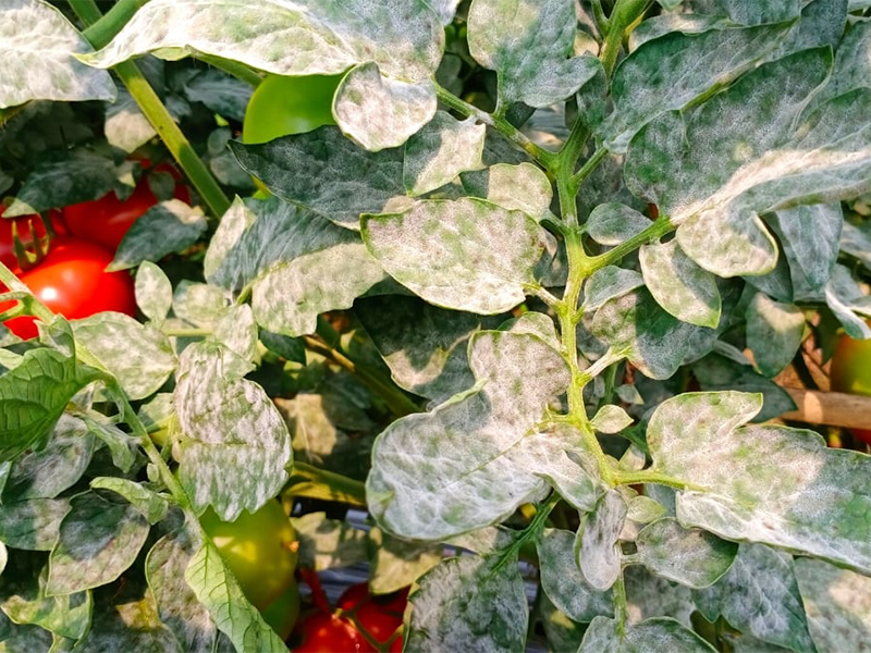 Pepelnica paradajza, paprike i plavog patlidzana – Leveillula taurica