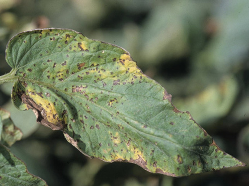 Crna pegavost lisca i krastavost plodova paradajza – Pseudomonas syringae - Slika 1