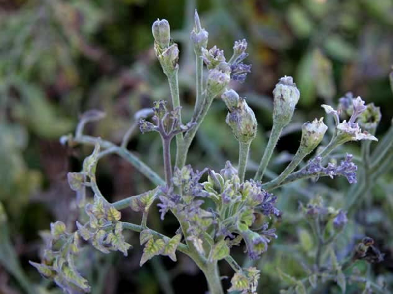 Stolbur fitoplazma na paradajzu – Candidatus phytoplasma solani - Slika 2