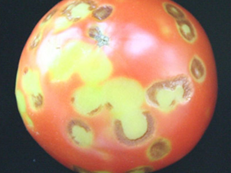 Virus mozaika paradajza – Tomato mosaic virus, ToMV - Slika 2