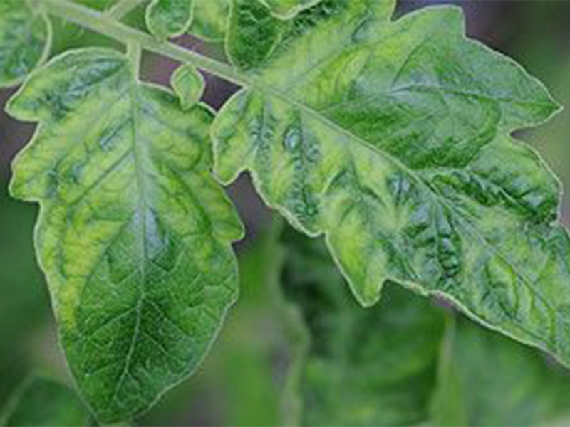 Virus mozaika paradajza – Tomato mosaic virus, ToMV - Slika 3