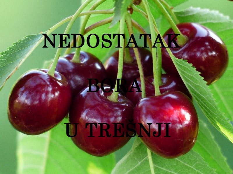 Nedostatak bora ( B ) - u trešnjama