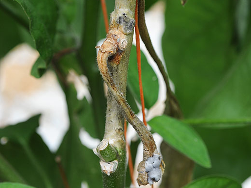 Bela trulez paprike – Sclerotinia sclerotiorum - Slika 2