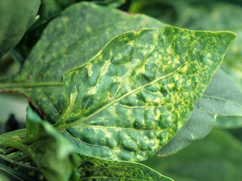 Virus bronzavosti paradajza na paprici – Tomato spotted wilt virus, TSWV - Slika 2