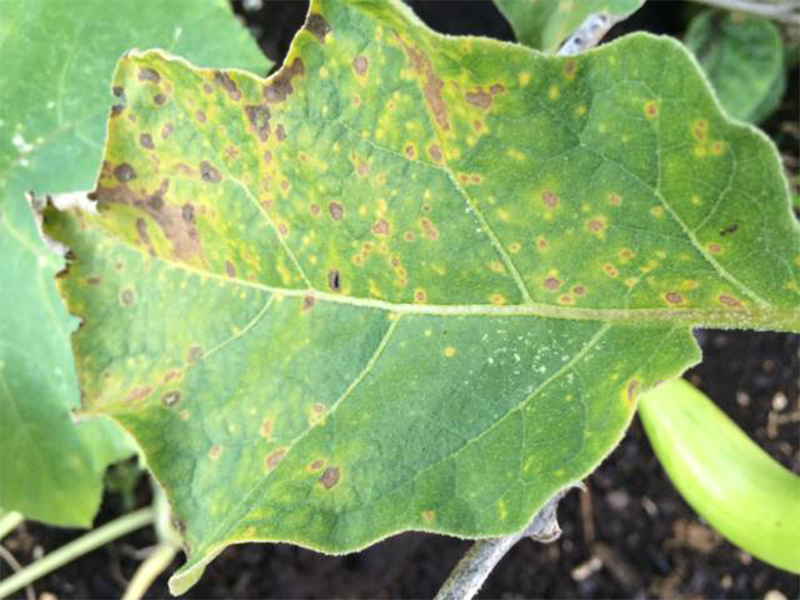 Siva pegavost – Septoria lycopersici