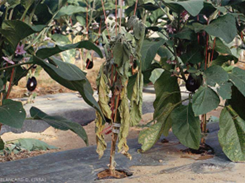 Plamenjaca paprike na plavom patlidzanu – Phytophthtora spp.