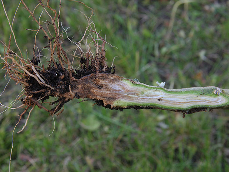 Plamenjaca paprike na plavom patlidzanu – Phytophthtora spp. - Slika 2