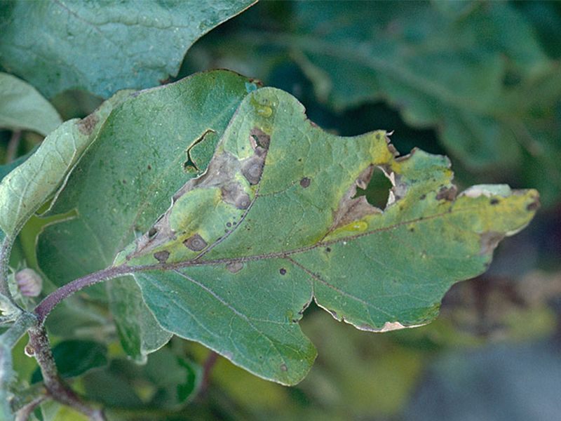 Crna pegavost plavog patlidzana – Alternaria spp.
