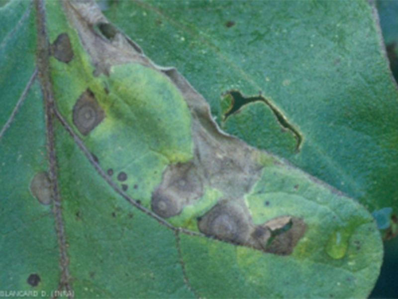 Crna pegavost plavog patlidzana – Alternaria spp. - Slika 2