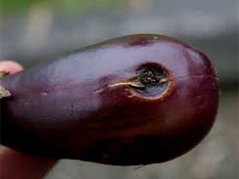 Antraknoza plodova – Colletotrichum spp.