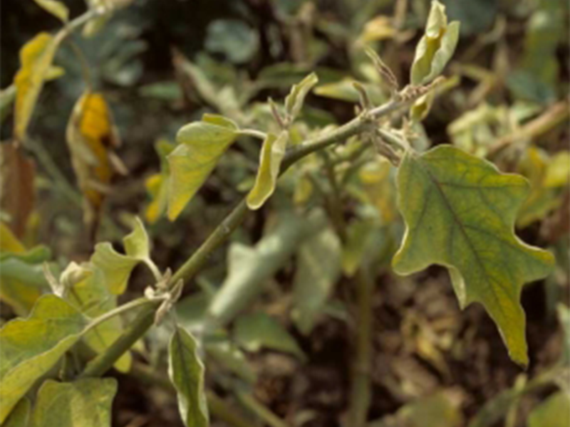 Stolbur fitoplazma – Candidatus Phytoplasma
