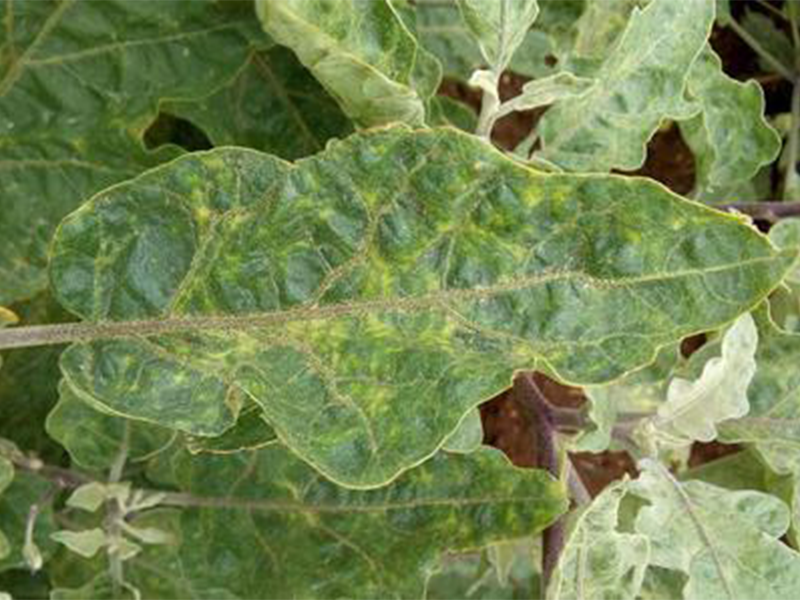 Virus mozaika duvana – Tobacco mosaic virus, TMV