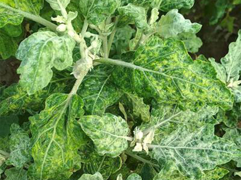 Virus mozaika duvana – Tobacco mosaic virus, TMV - Slika 2