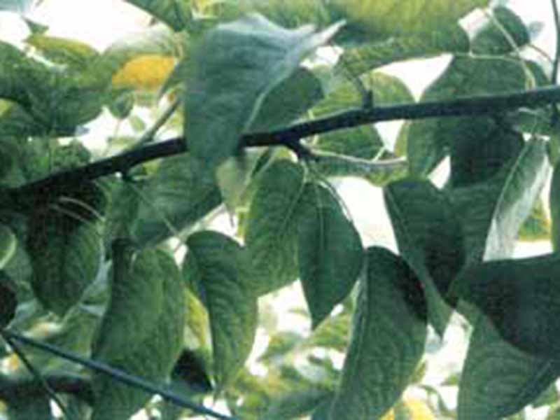 Nedostatak mangana (Mn) - u kruškama