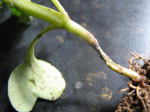 Poleganje rasada i trulez semena kupusnjaca – Pythium spp.