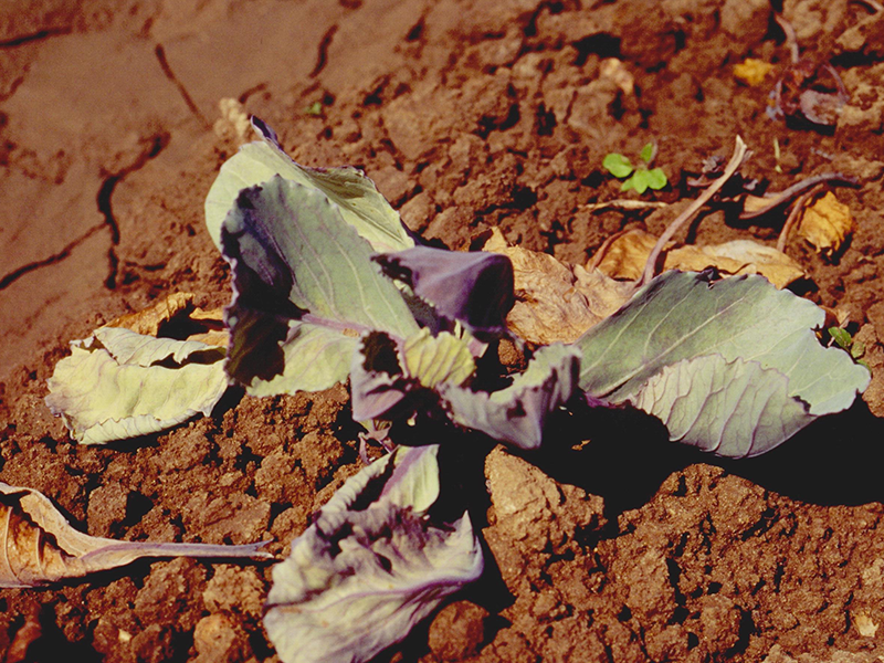 Fuzariozno uvenuce  kupusa – Fusarium oxysporum