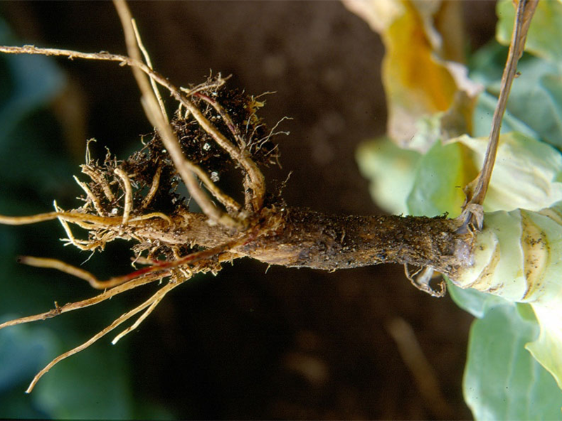 Trulez korena i prizemnog dela stabla – Phytophthora spp.