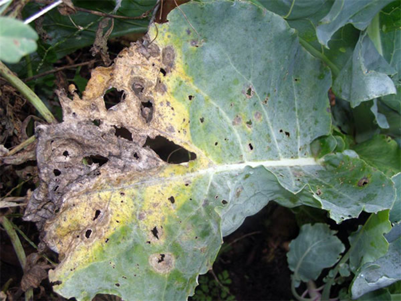 Suva trulez kupusnjaca – Phoma lingam (Leptosphaeria maculans)