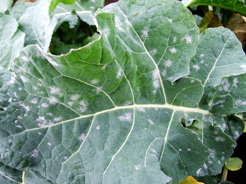 Pepelnica kupusa – Erysiphe cruciferarum