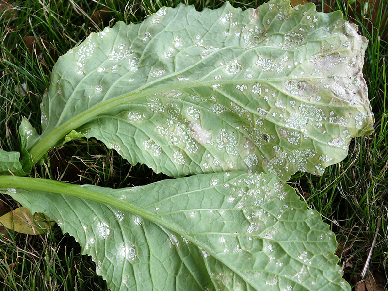 Bela rdja kupusa – Albugo candida