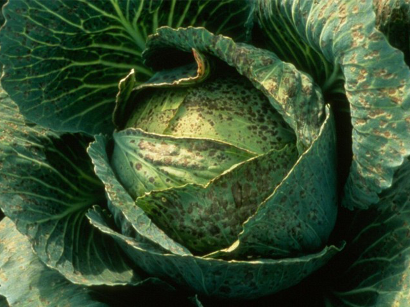 Prstenasta pegavost kupusa– Mycosphaerella brassiciola (Asteromella brassicae)