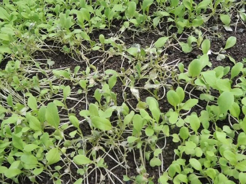 Poleganje rasada i trulez semena karfiola – Pythium spp.