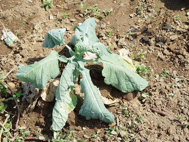Fuzariozno uvenuce karfiola – Fusarium oxysporum