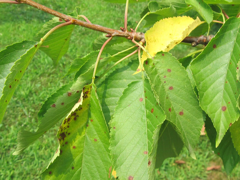 Šupljikavost lista voća - Stigmina carpophila - trešnja