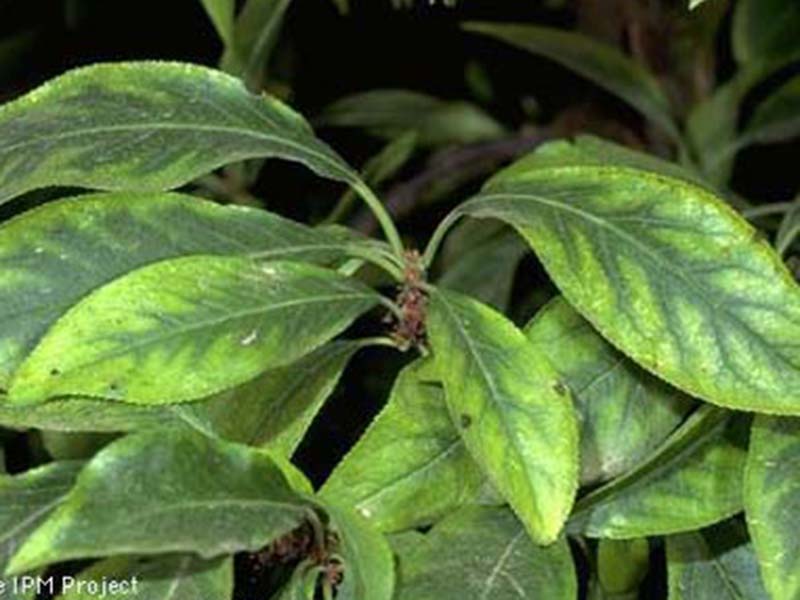 Nedostatak mangana (Mn) - u šljivama