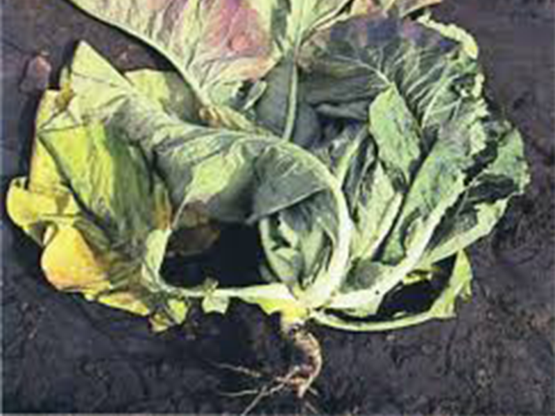 Trulez korena i prizemnog dela stabla karfiola – Phytophthora spp.
