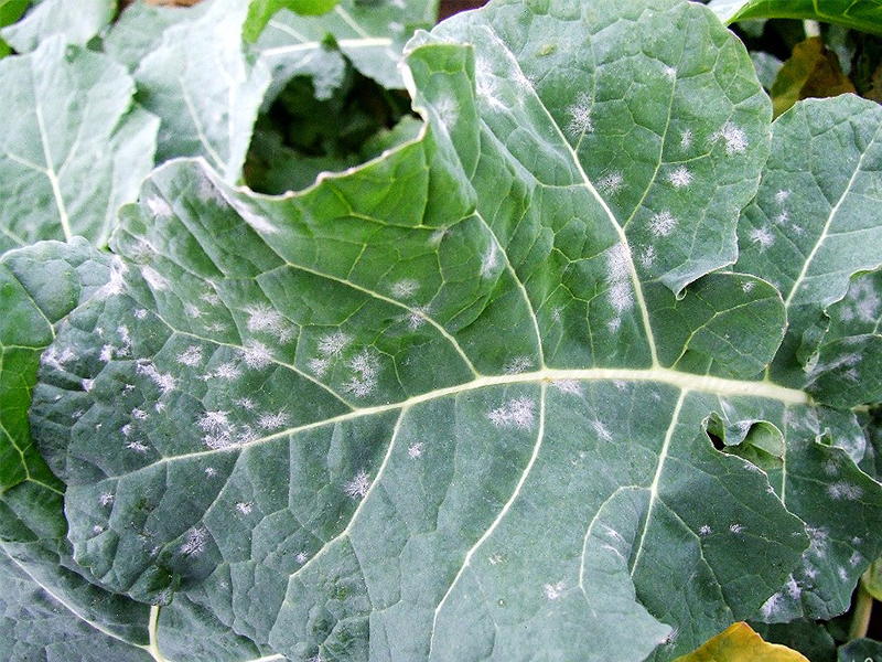 Pepelnica karfiola – Erysiphe cruciferarum