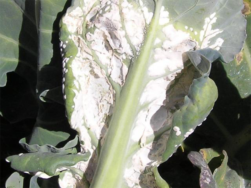 Bela rdja karfiola – Albugo candida