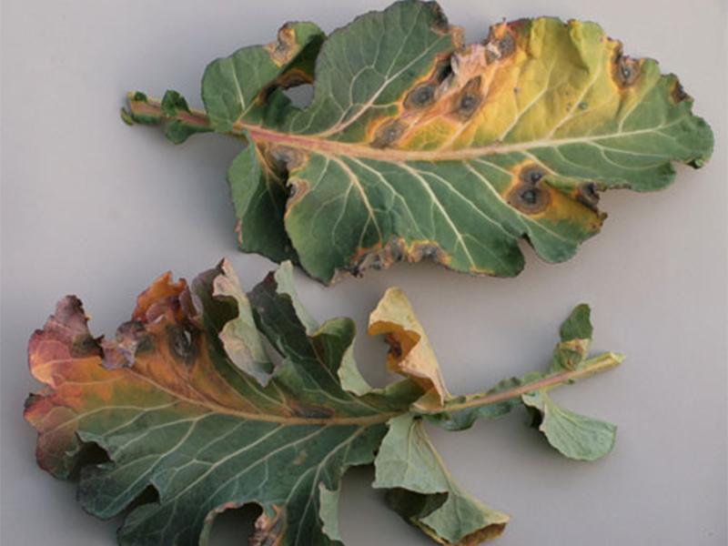 Prstenasta pegavost karfiola – Neopseudocercosporella brassicae (Asteromella brassicae)