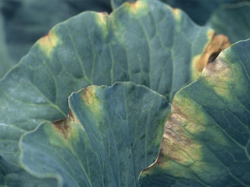 Crna trulez kupusnjaca – Xanthomonas campestris pv. campestris