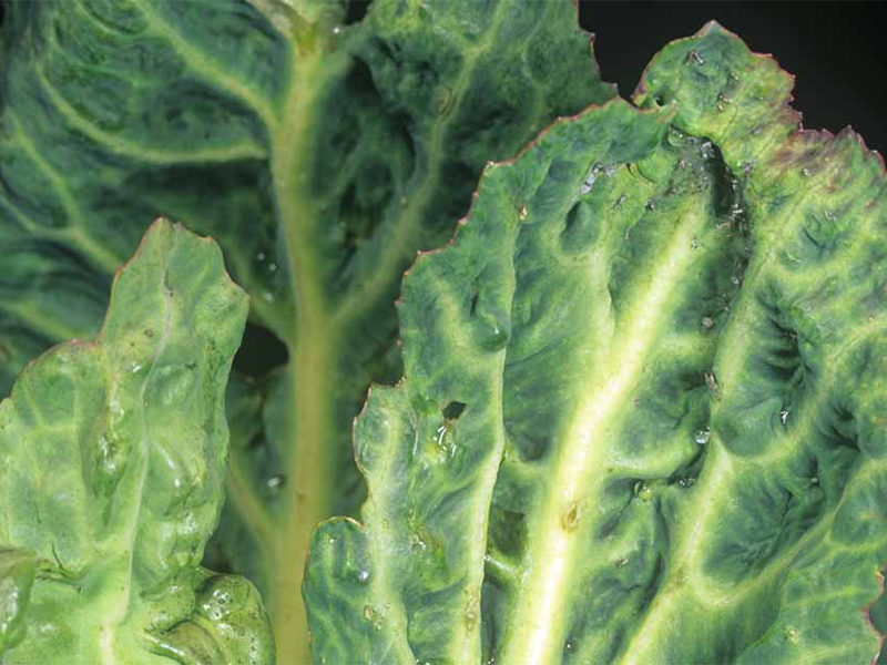 Virus mozaika postrne repe na kupusu – Turnip mosaic virus, TuMV