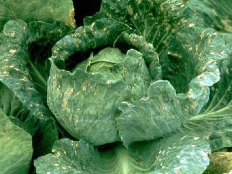 Virus mozaika postrne repe na kupusu – Turnip mosaic virus, TuMV - Slika 2