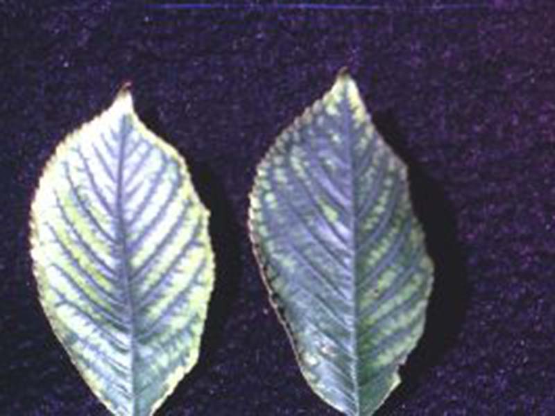 Nedostatak mangana (Mn) - u trešnjama