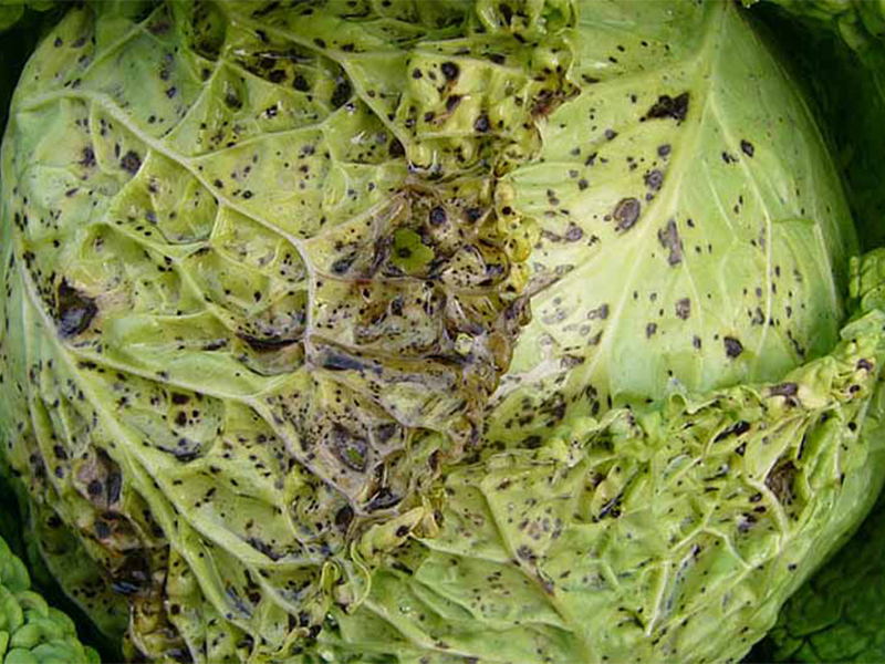 Virus mozaika karfiola na kupusu – Cauliflower mosaic virus, CaMV