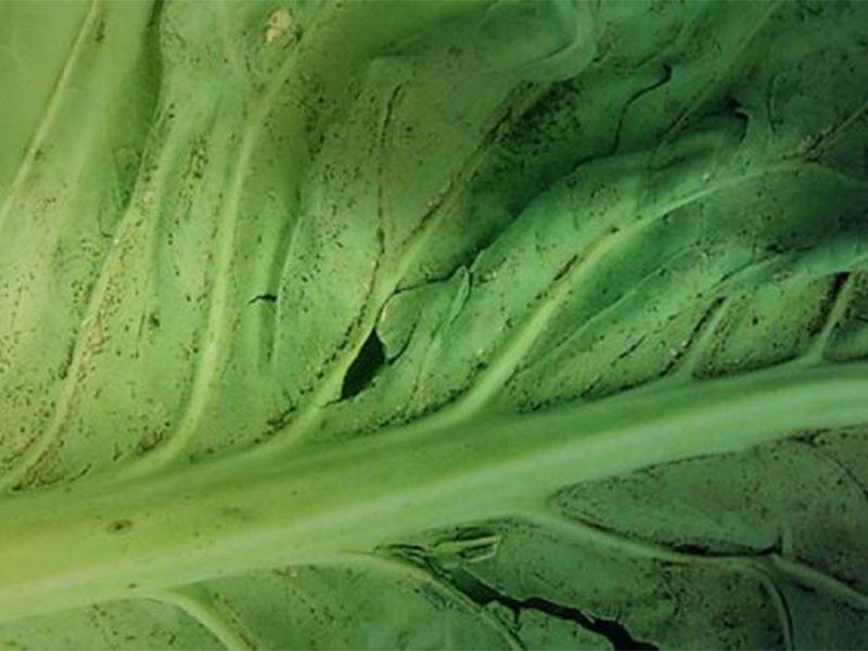 Virus mozaika karfiola – Cauliflower mosaic virus, CaMV