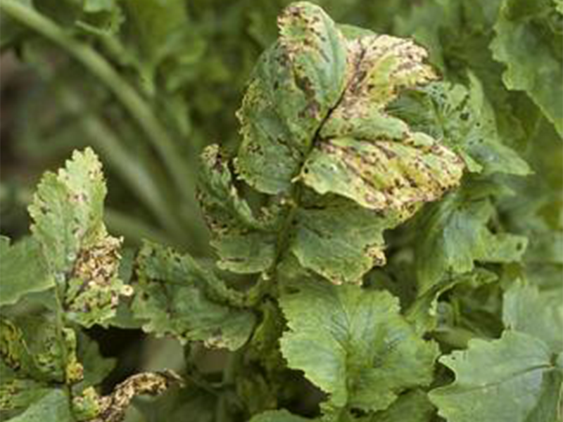 Crna pegavost rotkvice – Alternaria spp.