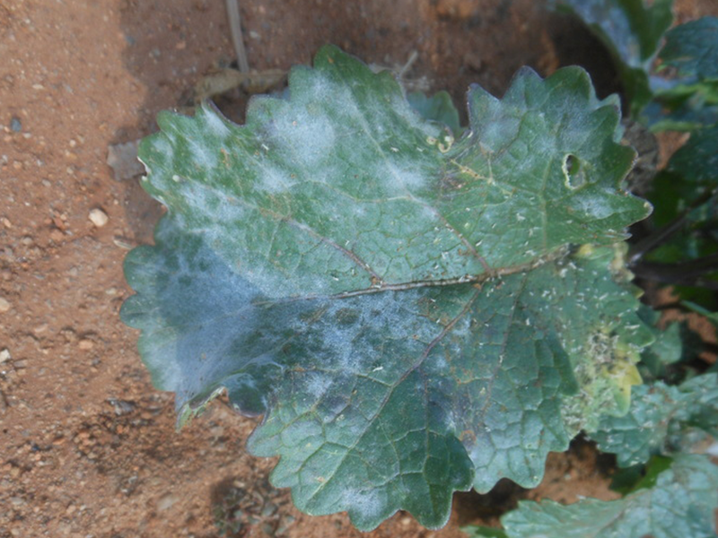 Pepelnica rotkve i rotkvice – Erysiphe cruciferarum