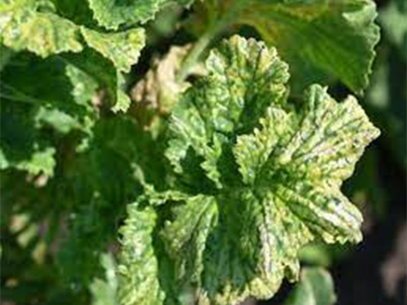 Virus mozaika karfiola na rotkvi – Cauliflower mosaic virus, CaMV