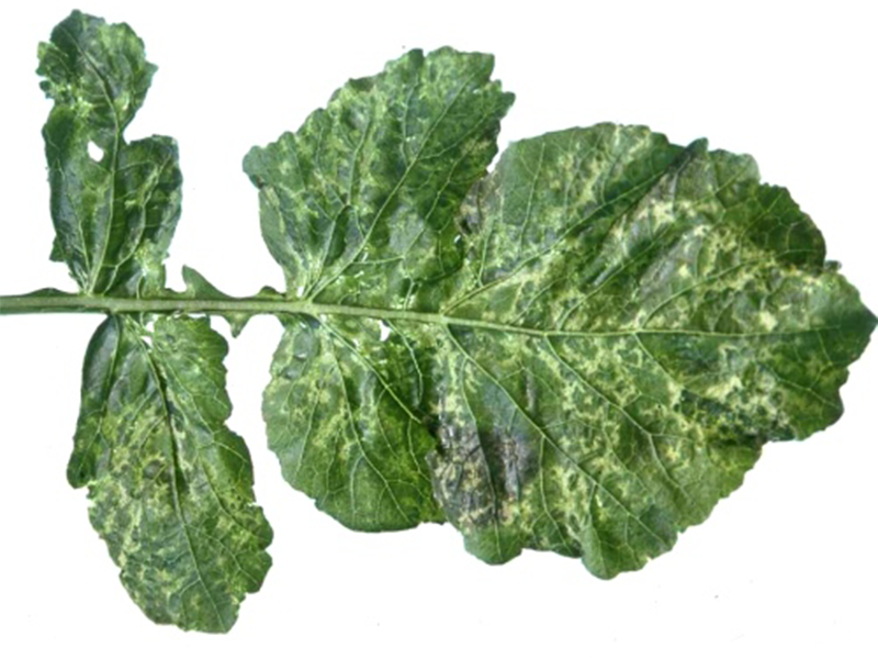 Virus mozaika rotkve – Radish mosaic virus, RaMV