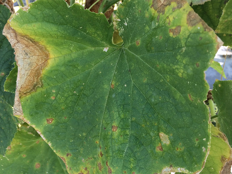 Gumozna plamenjaca stabla krastavca – Didymella bryoniae (Phoma cucurbitacearum)