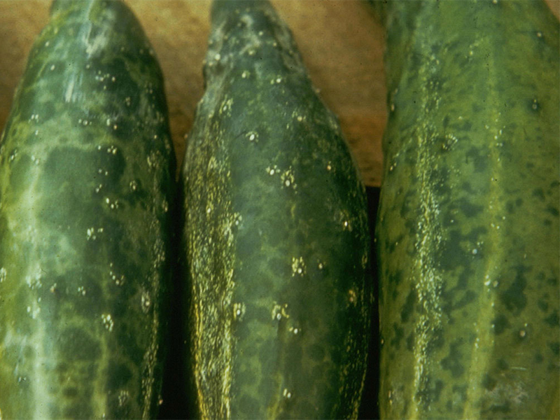 Virus mozaika krastavca – Cucumber mosaic virus, CMV - Slika 2