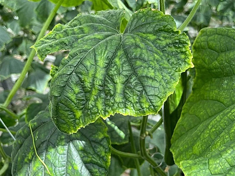 Virus zelenog sarenila krastavca, Cucumber green mottle mosaic virus, CGMMV