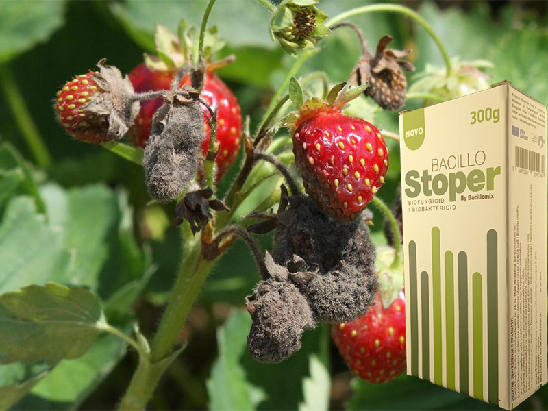 Bacillo stoper u jagodi - Slika 1