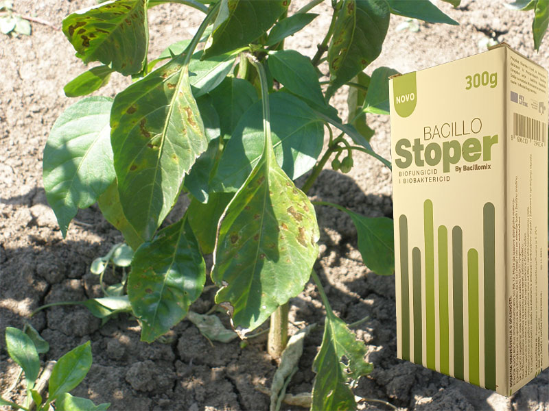 Bacillo stoper u paprici - Slika 1