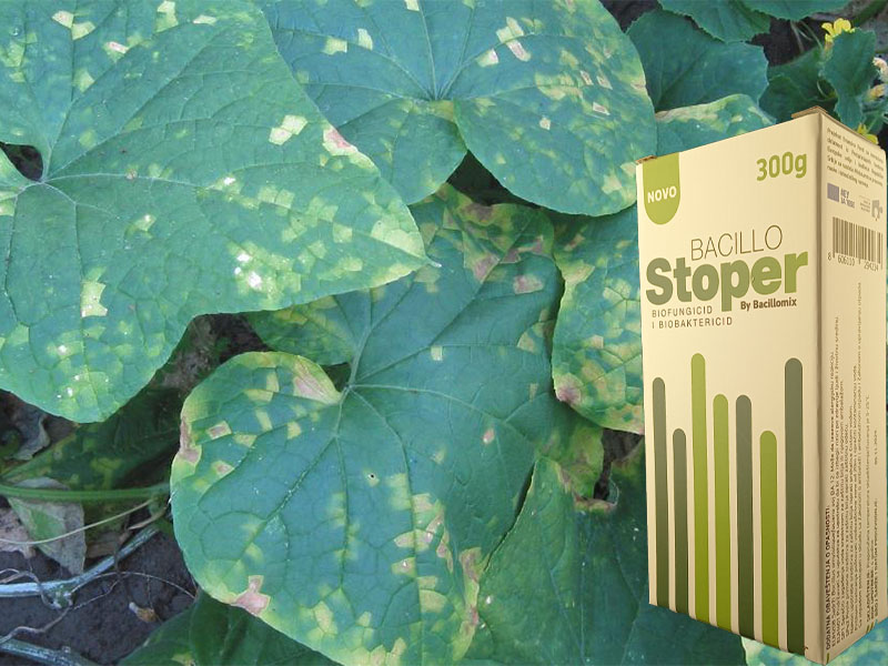 Bacillo stoper u krastavcu - Slika 1