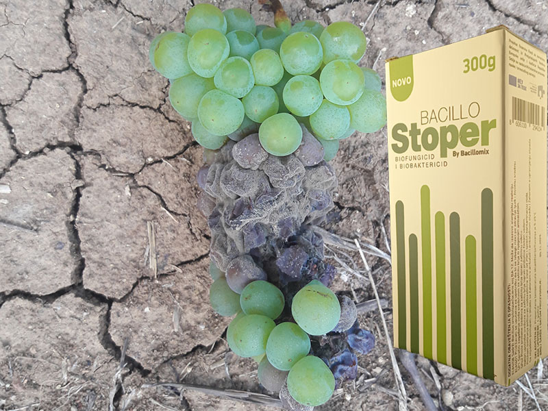 Bacillo stoper u vinovoj lozi - Slika 1
